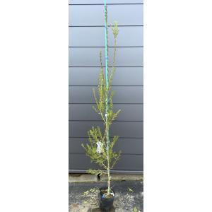 ブラシノキ カリステモン ドーソンリバー 約1.7m 1本株 特大植木苗木