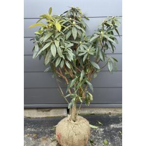 西洋シャクナゲ スーパーロディ 約1.7m 現品発送 超特大株 植木苗木