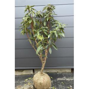 超大苗 西洋シャクナゲ スーパーロディ 約1.7m 現品発送 超特大株 植木苗木