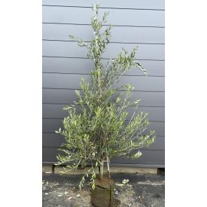 鉢植えオリーブの木 フラントイオ 約2m 現品発送 超特大株 大 鉢植えオリーブの木 フラントイオ 約2m 現品発送 超特大株 大