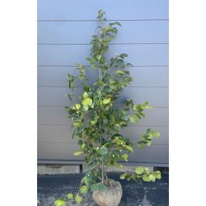 椿の木 ヤブツバキ 6本株立ち 約1.6m 現品発送 特大株 藪椿 赤花