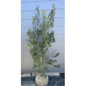 ソヨゴの木 5本株立ち 約2.5m 一点物 豪華株 現品発送 特大植木