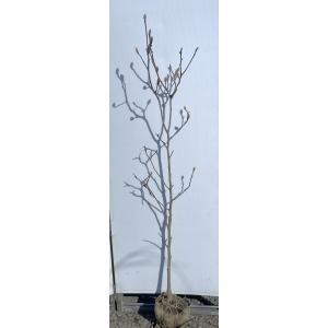 白モクレン 約1.7m 規格販売品 特大株 植木 苗木 大苗 白木蓮