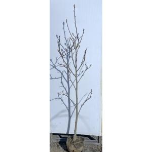 白モクレン 株立ち 約1.9m 現品発送 特大植木苗木 白木蓮