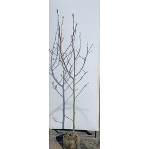 白モクレン 株立ち 約1.9m 現品発送 特大植木苗木 白木蓮