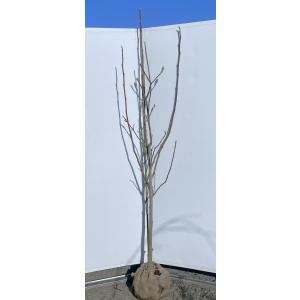 白モクレン 約1.7m 規格販売品 特大株 植木 苗木 大苗 白木蓮