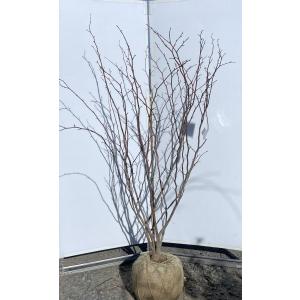 ハイノキ　株立　約2m ハイノキ 株立ち 約2.2m 超特大株 植木苗木 灰の木 規格販売 お買い得