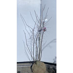 フェイジョア 株立ち 約2.5m 超特大株 植木苗木 お買い得なおまかせ株