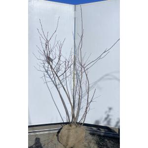 ジューンベリー 株立ち 約2.2m 一点物 現品発送 特大株 植木苗木