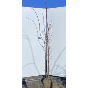 ノムラモミジ 株立ち 約1.6m 現品発送 野村紅葉 大株植木苗木 野村
