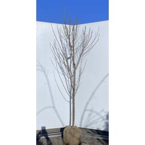 ピンク姫コブシ 株立ち 約1.5m 現品発送 豪華株 特大植木苗木大苗