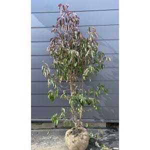 SNY 特大 良形 良株 株立 ヤマボウシ 241 樹高2.3m位 SNY 特大 良形 良株 株立 ヤマボウシ 241 樹高2.3m位 2025年