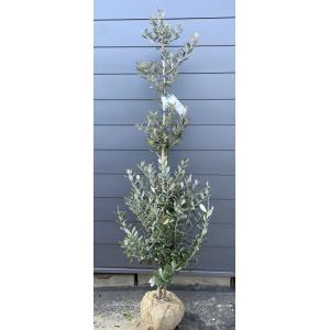 優良。フェイジョア株立ち1.7M(鉢底から)品番A 優良。フェイジョア株立ち1.7M(鉢底から)品番A