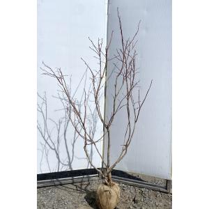 ブルーベリー チャンドラー 1.2m 規格販売品 特大苗木 植木苗木大苗