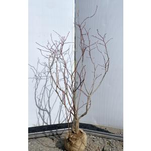 主役。。特大の極上ハイノキ。 ハイノキ 10本株立ち 約2.1m 現品発送 豪華株 特大株 植木 苗木 大苗