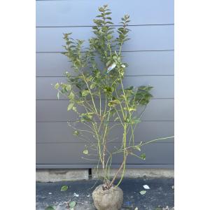 ブルーベリー苗 ミスティ大苗2本セット ブルーベリー苗 ミスティ大苗2