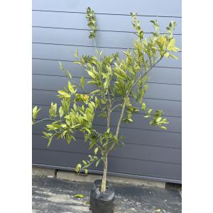 青島蜜柑の苗木 特大株 果樹 無農薬 青島みかん（晩生温州） 果樹 特大株