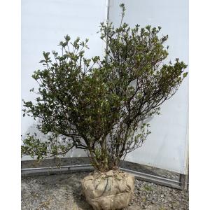 久留米ツツジ 藤娘 株立ち 約1.9m 現品発送 特大株 植木苗木大苗