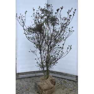 ヒメシャラ 9本株立ち 約2.5m 現品発送 一点物 豪華株 シャラノキ 夏