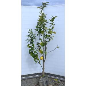 レモンの木 ビアフランカ 約1.5m 特大株苗木 トゲなし檸檬の木