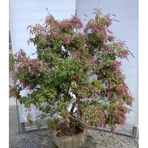 紅アセビ ピンク花 株立ち 1.4m 現品発送 植木 苗木 大苗 紅アセビ
