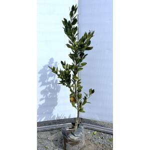 みかんの木 はるか 約1.5m 現品発送 特大株 植木苗木 蜜柑の木 果樹