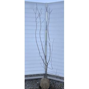 ヤシの木 トウシュロ 約120cm 現品発送 特大株 植木苗木 寒耐性 唐棕梠
