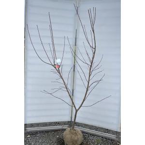 桃の木 日川白鳳 約2.1m 現品発送 特大株 特大植木苗木
