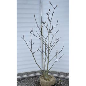黄花モクレン エリザベス 約1.7m 現品発送 特大植木苗木 黄木蓮 黄花モクレン エリザベス 約1.7m 現品発送 特大植木苗木 黄木蓮