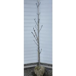 白モクレン 約1.7m 規格販売品 特大株 植木 苗木 大苗 白木蓮