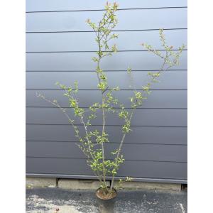 ハナカイドウ 約2.5m 1本株 可愛いピンク花 特大植木苗木 花街道 花
