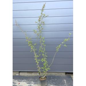 ハナミズキ レインボー 約1.9m 現品発送 超特大株 植木苗木大苗 班