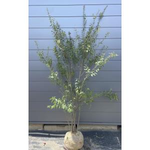 ハイノキ 株立ち 約2.2m 超特大株 植木苗木 灰の木 規格販売