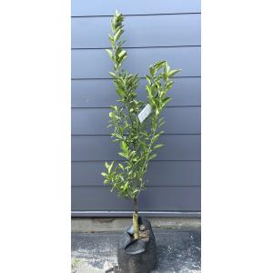 青島温州みかんの木 約1.7m 規格販売 特大株 植木 苗木 大苗 果樹 大