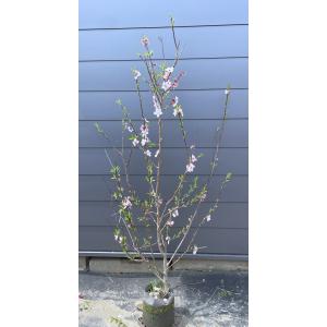 鬼クルミの木 約100cm 現品発送 特大植木苗木 大苗 果樹 オニグルミ