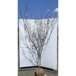 源平花桃 約2.2m 3色咲きの花桃 1本株 超特大株 植木苗木 お買い得