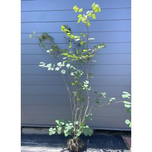 マルバノキ 6本株立ち 1.7m 現品発送 豪華株 マルバの木 特大植木