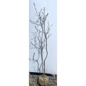 夏ハゼ 5本株立ち 約1.3m 現品発送 特大苗木 植木 大苗 ナツハゼ