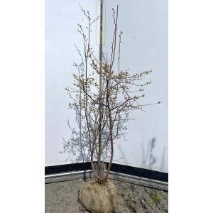 大株　ナツハゼ　約:130cm 【夏櫨/落葉樹/果樹苗】403371 夏ハゼ 5本株立ち 約1.5m 現品発送 豪華株 特大植木苗木 ナツハゼ