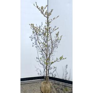 赤花ハナミズキ チェロキーチーフ 約1.8m 1本株 花水木 大株植木苗木