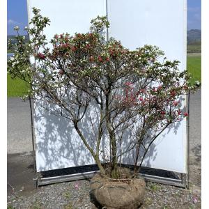 本霧島ツツジ 8本株立ち 約1.7m 現品発送 一点物 豪華株 超特大株