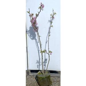 満月蝋梅 満月ロウバイ 株立ち 約1.9m 現品発送 特大株 植木苗木大苗