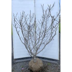 ミツバツツジ 株立ち 約1.7m 現品発送 美樹形株 三つ葉ツツジ 三ツ葉