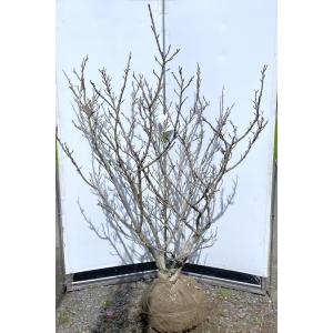 白モクレン 約1.7m 規格販売品 特大株 植木 苗木 大苗 白木蓮