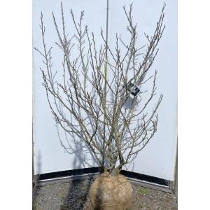 マルバノキ 株立ち 2.1m 現品発送 豪華株 一点物 マルバの木 特大植木