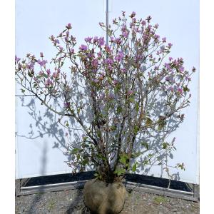 鉢植えパールアカシア 約1.4m 現品発送 特大植木苗木大苗 青葉の