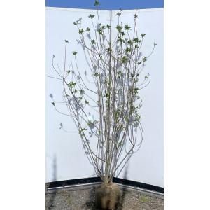 紅ドウダンツツジ 株立ち 約1.6m 現品発送 特大株 植木苗木大苗 紅