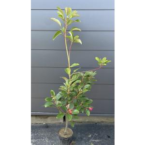フェイジョア トライアンフ 約1.7m 現品発送 特大植木苗木大苗 常緑樹