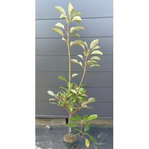 ロドレイアの木 約1.4m 現品販売 特大株 植木苗木 シャクナゲモドキ