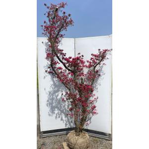 本霧島ツツジ 約1.5m 株立ち 規格販売 特大株 植木 苗木 大苗